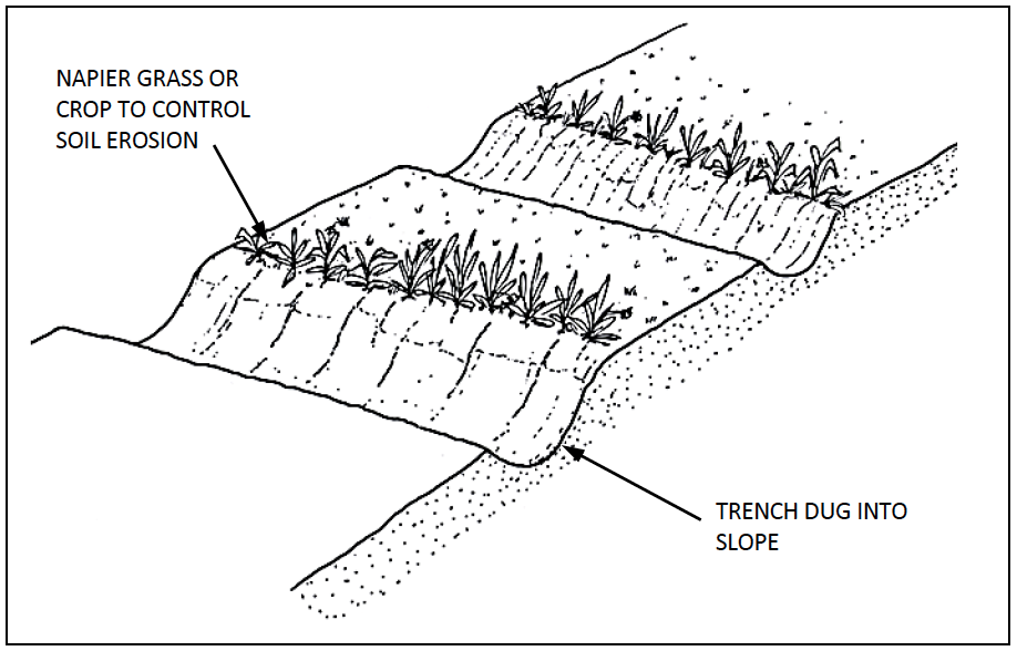 Bench Terraces (slope < 55%)