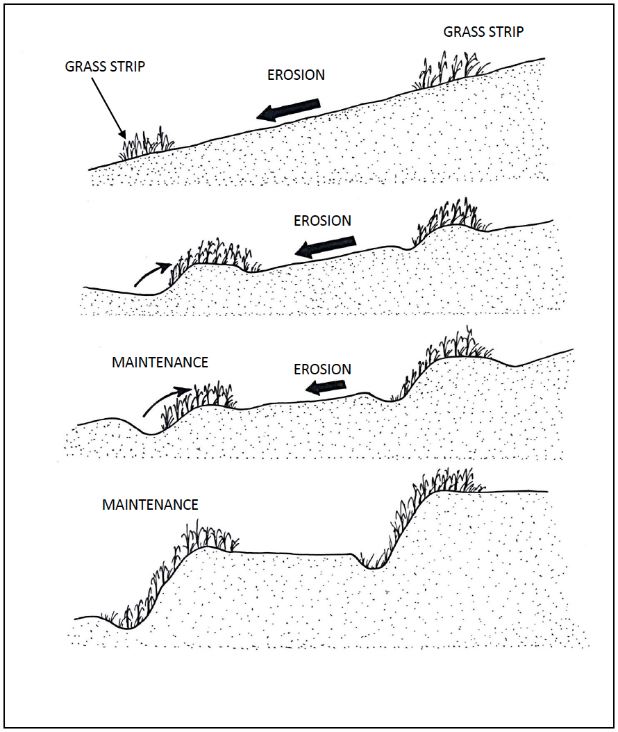 Development of Bench terraces from Grass Strips